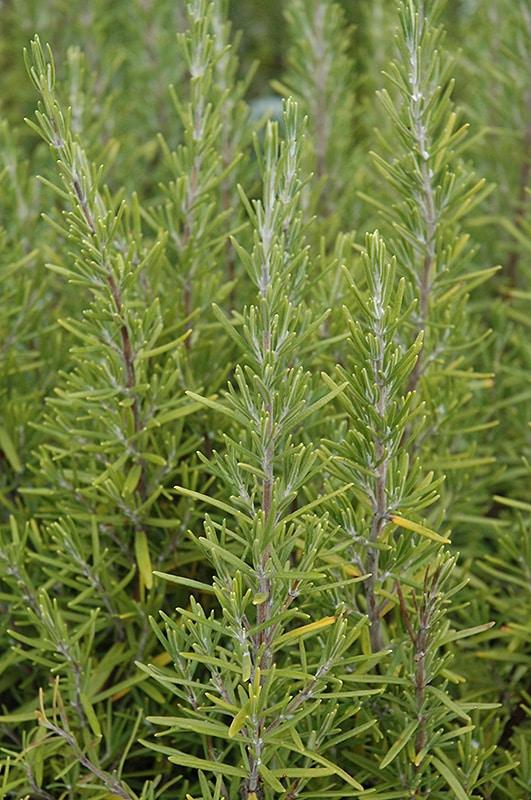 Q029 Herb Rosmarinus Officinalis Rosemary Upright - View 2 from www redcrocus com