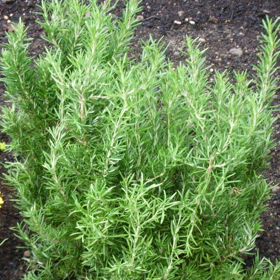 Q029 Herb Rosmarinus Officinalis Rosemary Upright - View 3 from www redcrocus com