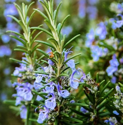 Q029 Herb Rosmarinus Officinalis Rosemary Upright - View 4 from www redcrocus com