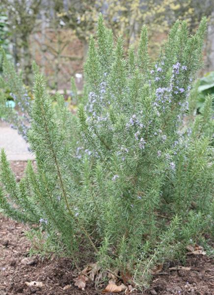 Q029 Herb Rosmarinus Officinalis Rosemary Upright - View 7 from www redcrocus com