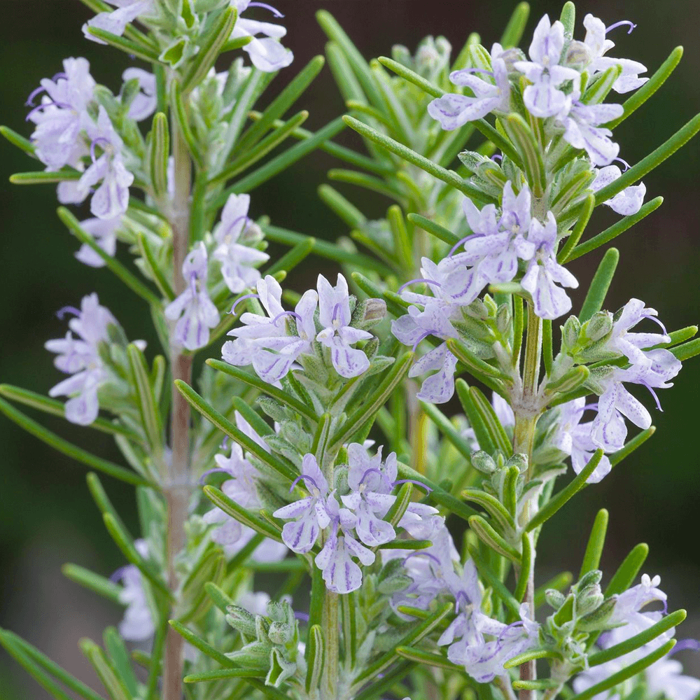 Q029 Herb Rosmarinus Officinalis Rosemary Upright 7 3f0952c9 7856 4917 Ba45 63b86a19a5cb from www redcrocus com
