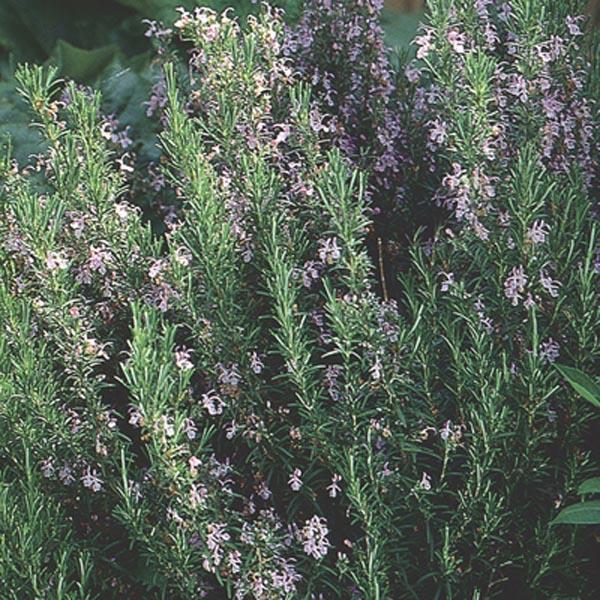 Q029 Herb Rosmarinus Officinalis Rosemary Upright - View 8 from www redcrocus com