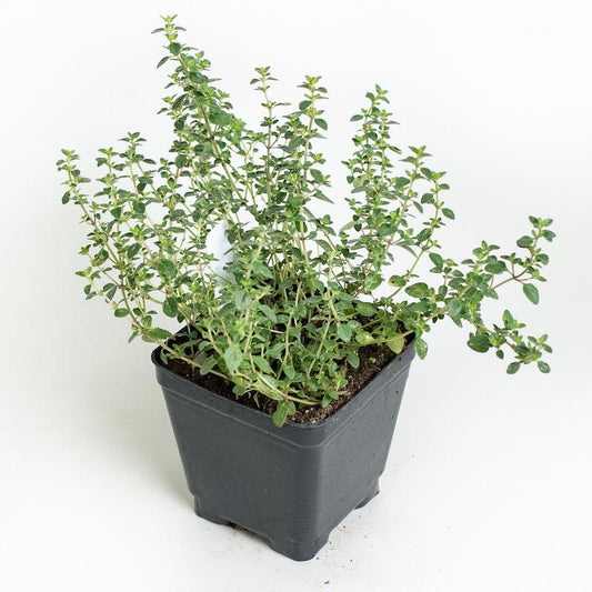 Q037 Herb Thymus Vulgaris Common English Thyme - View 11 from www redcrocus com
