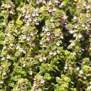 Q037 Herb Thymus Vulgaris Common English Thyme - View 12 from www redcrocus com