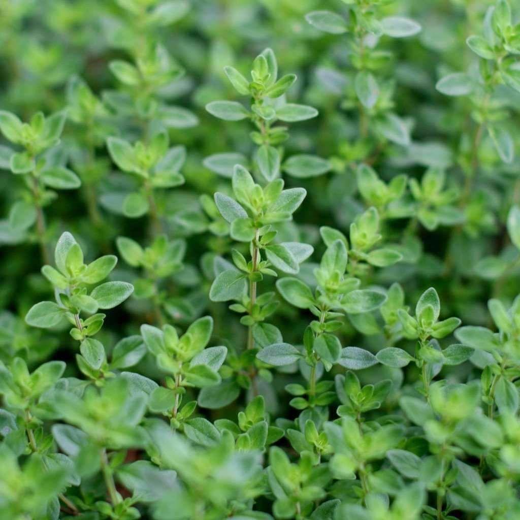 Q037 Herb Thymus Vulgaris Common English Thyme - View 14 from www redcrocus com