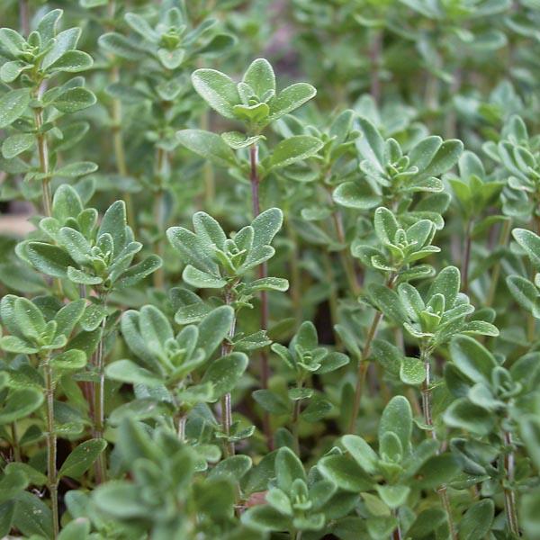 Q037 Herb Thymus Vulgaris Common English Thyme - View 9 from www redcrocus com