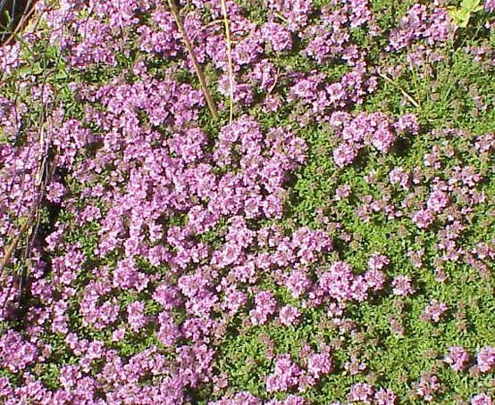 Q042 Herb Thymus Praecox Red Creeping Thyme - View 10 from www redcrocus com