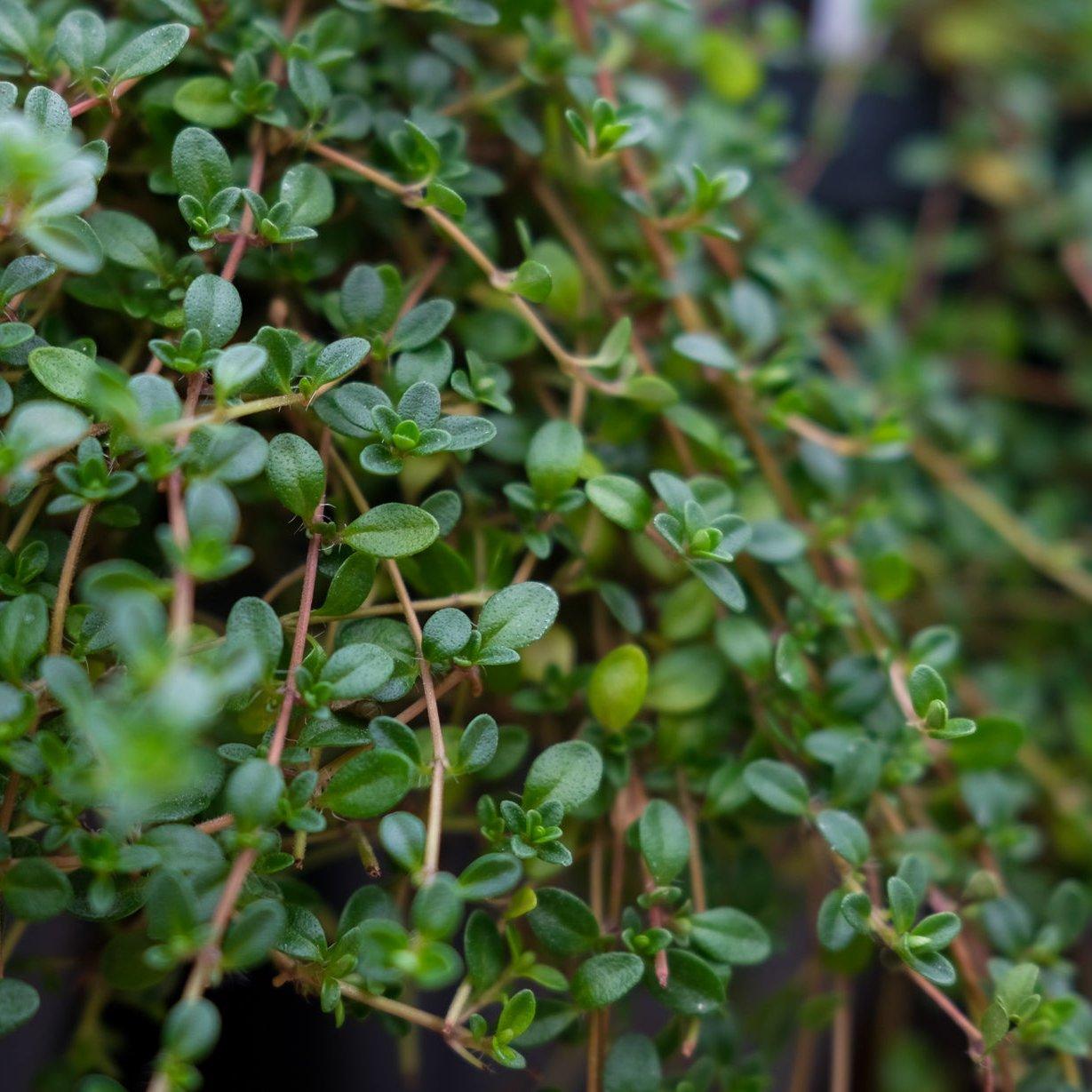 Q042 Herb Thymus Praecox Red Creeping Thyme - View 12 from www redcrocus com