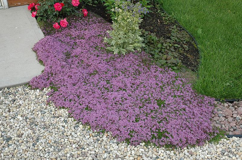Q042 Herb Thymus Praecox Red Creeping Thyme - View 16 from www redcrocus com