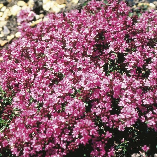Q042 Herb Thymus Praecox Red Creeping Thyme - View 18 from www redcrocus com
