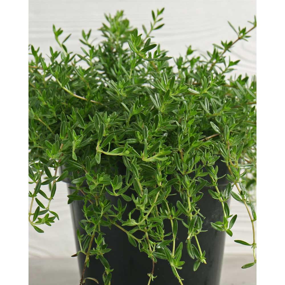 Q042 Herb Thymus Praecox Red Creeping Thyme - View 19 from www redcrocus com