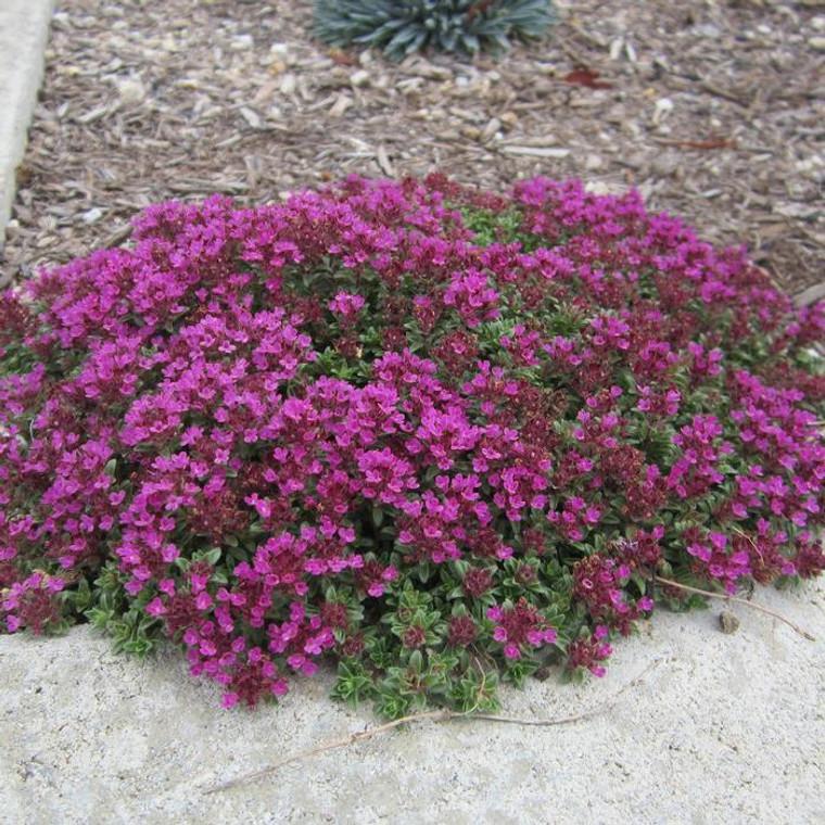 Q042 Herb Thymus Praecox Red Creeping Thyme - View 3 from www redcrocus com
