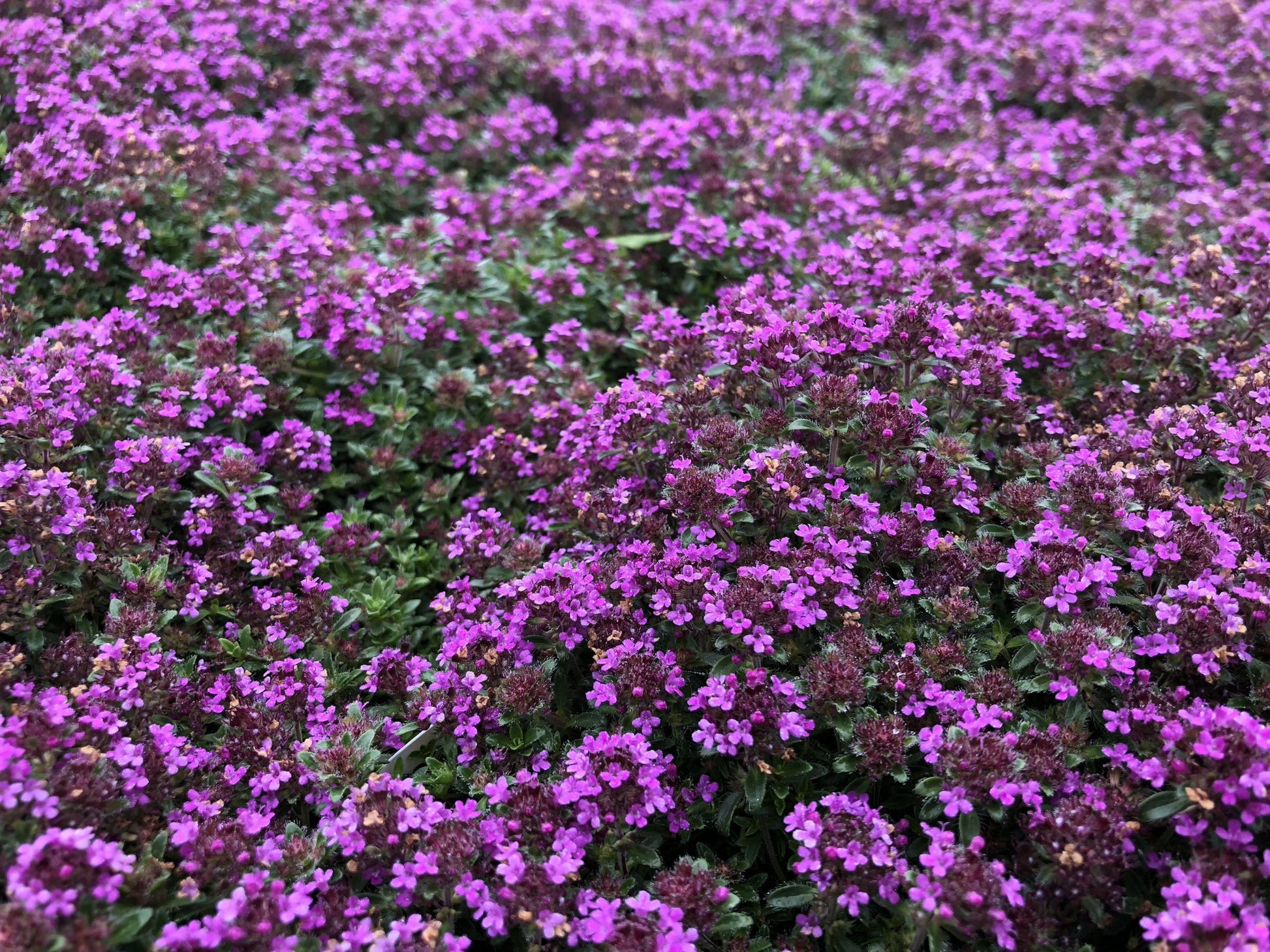 Q042 Herb Thymus Praecox Red Creeping Thyme - View 6 from www redcrocus com