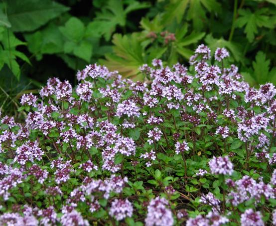 Q042 Herb Thymus Praecox Red Creeping Thyme - View 9 from www redcrocus com