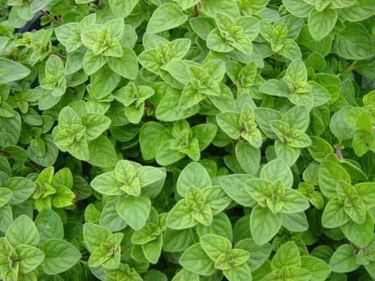 Q108 Herb Origanum Vulgare Hot And Spicy Oregano - View 12 from www redcrocus com