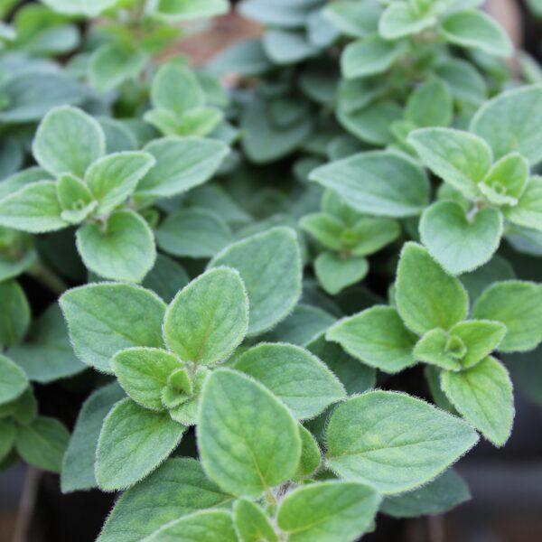 Q108 Herb Origanum Vulgare Hot And Spicy Oregano - View 3 from www redcrocus com