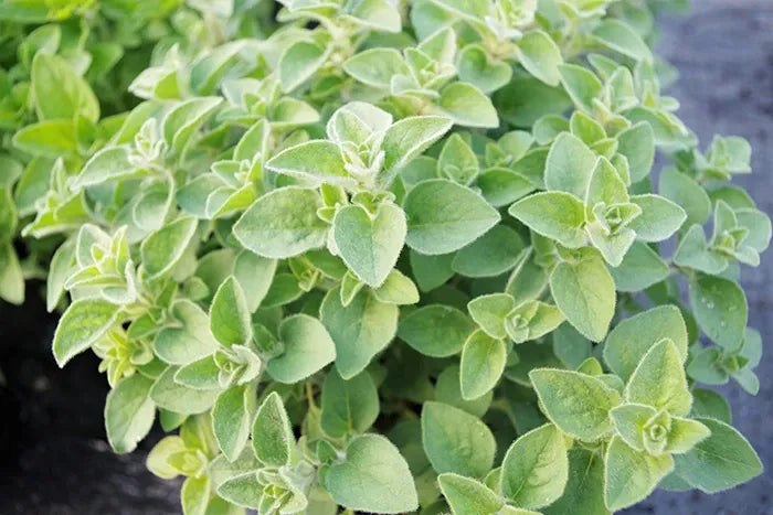 Q108 Herb Origanum Vulgare Hot And Spicy Oregano - View 8 from www redcrocus com