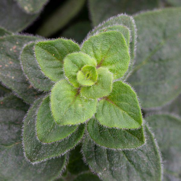 Q108 Herb Origanum Vulgare Hot And Spicy Oregano - View 9 from www redcrocus com