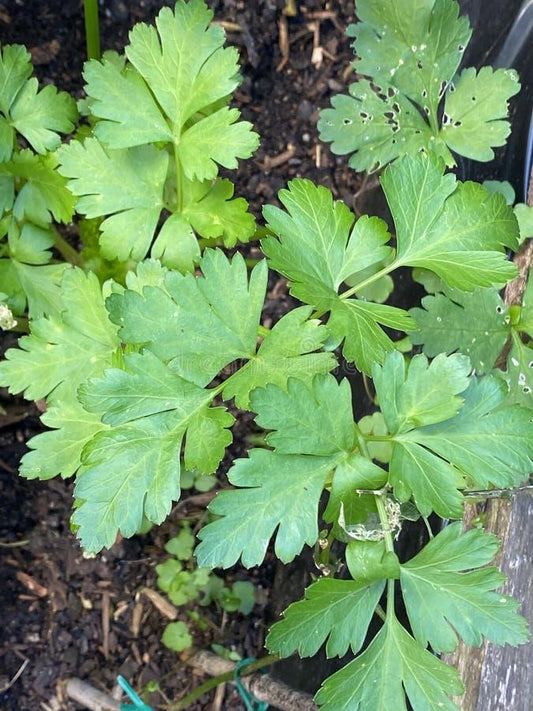 Q112 Herb Coriandrum Sativum Asian Choice - View 5 from www redcrocus com