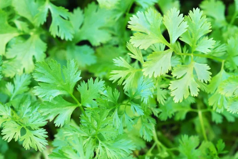 Q112 Herb Coriandrum Sativum Asian Choice - View 7 from www redcrocus com