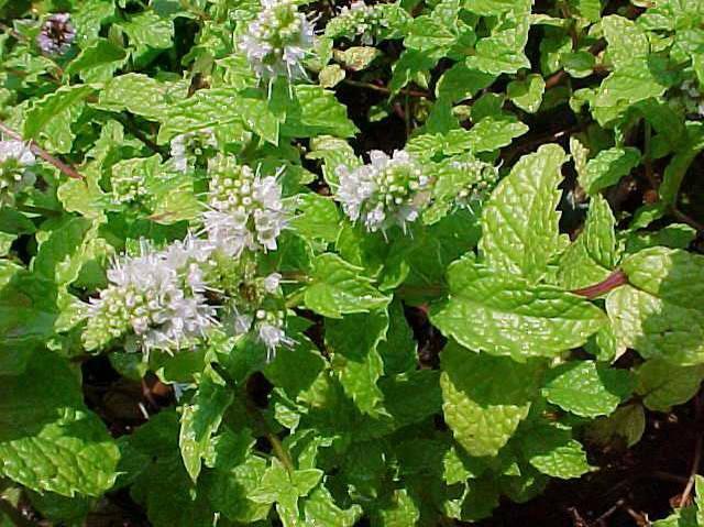 Herb Mentha Spicata Kentucky Colonel - View 11 from www redcrocus com