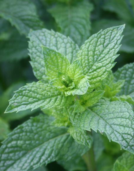 Herb Mentha Spicata Kentucky Colonel - View 12 from www redcrocus com