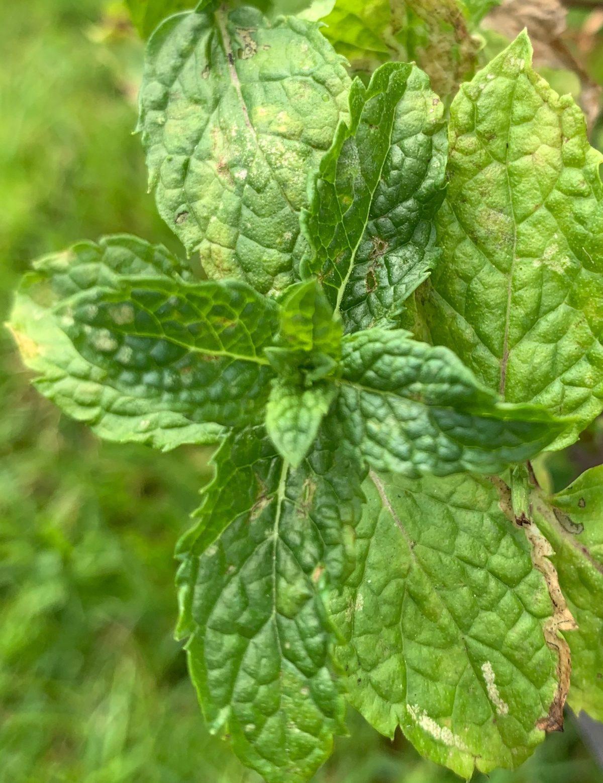 Herb Mentha Spicata Kentucky Colonel - View 15 from www redcrocus com