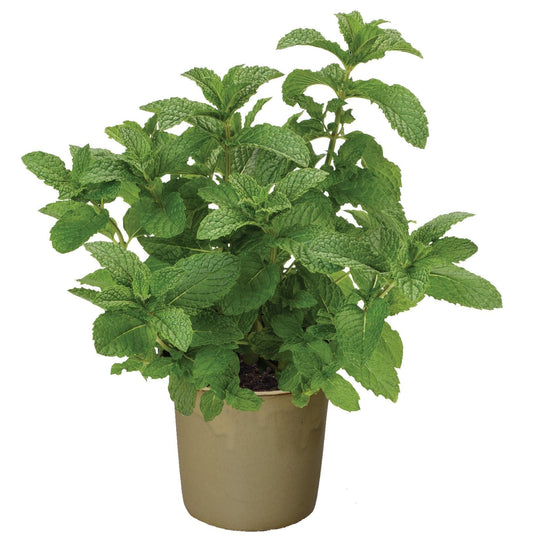 Herb Mentha Spicata Kentucky Colonel - View 1 from www redcrocus com