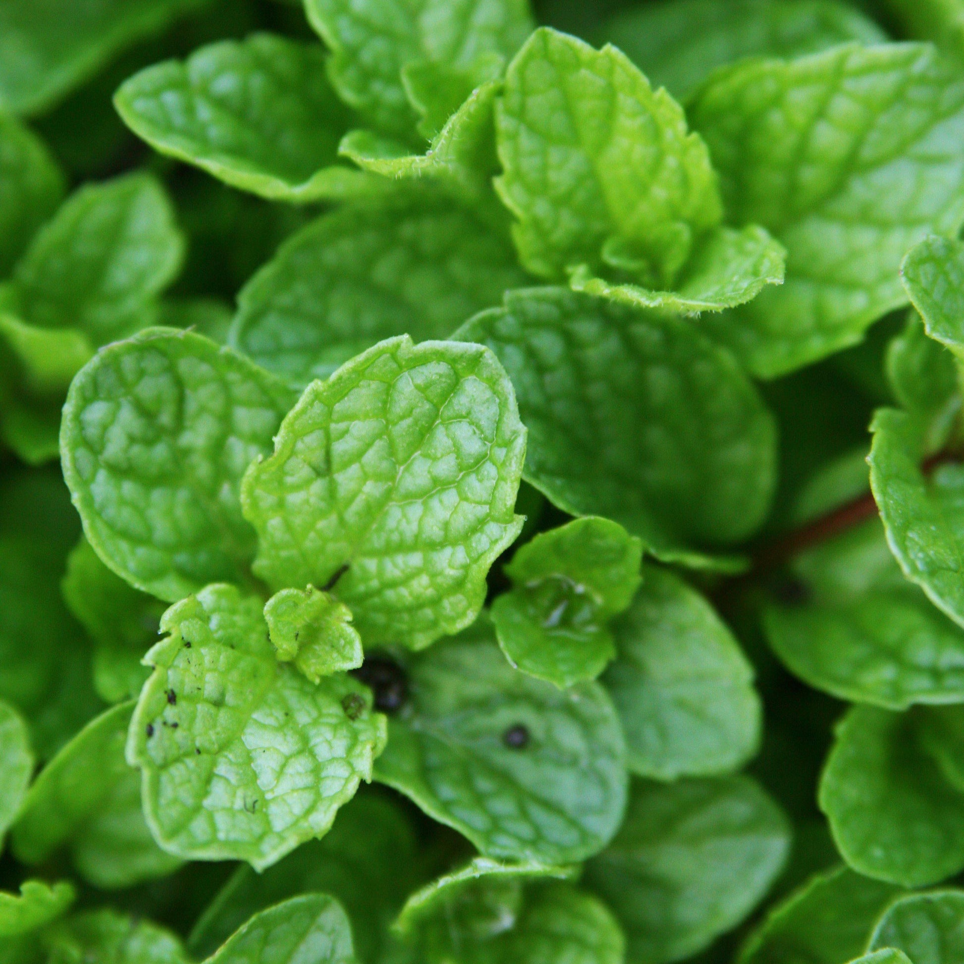 Herb Mentha Spicata Kentucky Colonel - View 3 from www redcrocus com