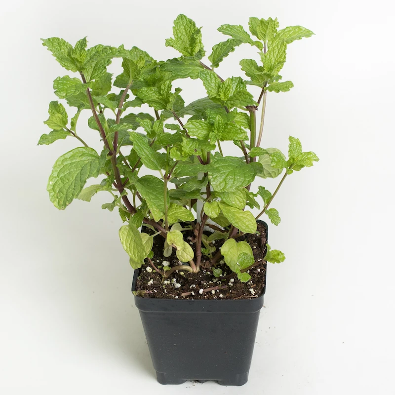 Herb Mentha Spicata Kentucky Colonel - View 8 from www redcrocus com