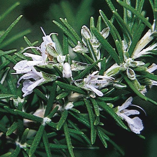 Herb Rosmarinus Officinalis Upright - View 11 from www redcrocus com
