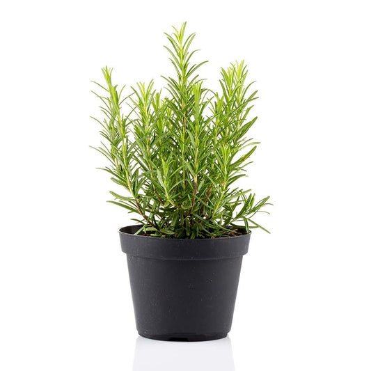 Herb Rosmarinus Officinalis Upright - View 12 from www redcrocus com
