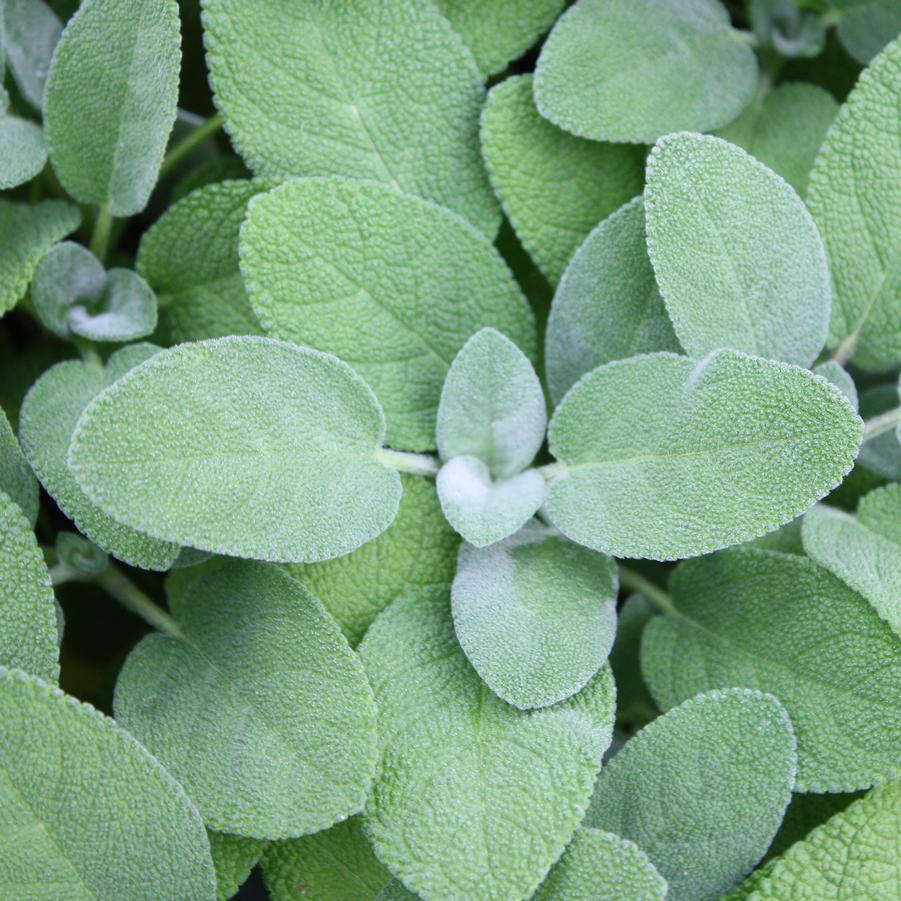 Herb Salvia Officinalis Berggarten Common Sage - View 10 from www redcrocus com