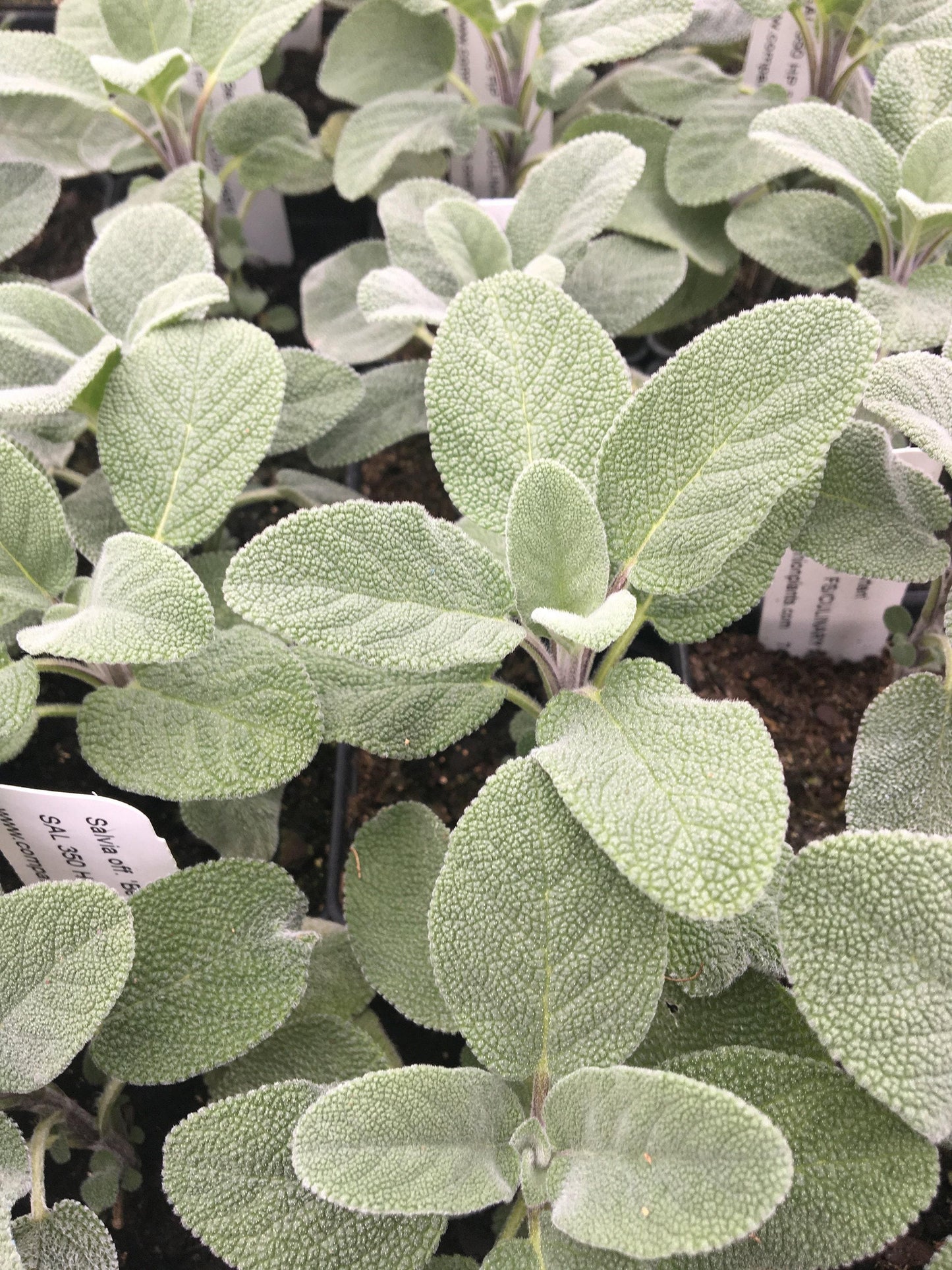 Herb Salvia Officinalis Berggarten Common Sage - View 12 from www redcrocus com