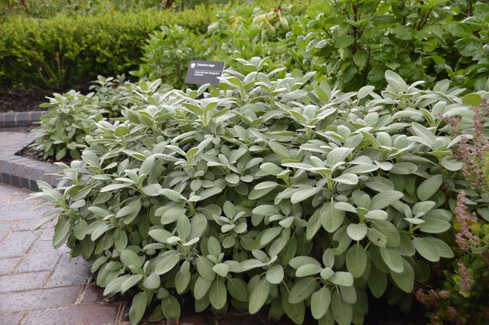 Herb Salvia Officinalis Berggarten Common Sage - View 15 from www redcrocus com