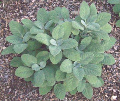 Herb Salvia Officinalis Berggarten Common Sage - View 16 from www redcrocus com