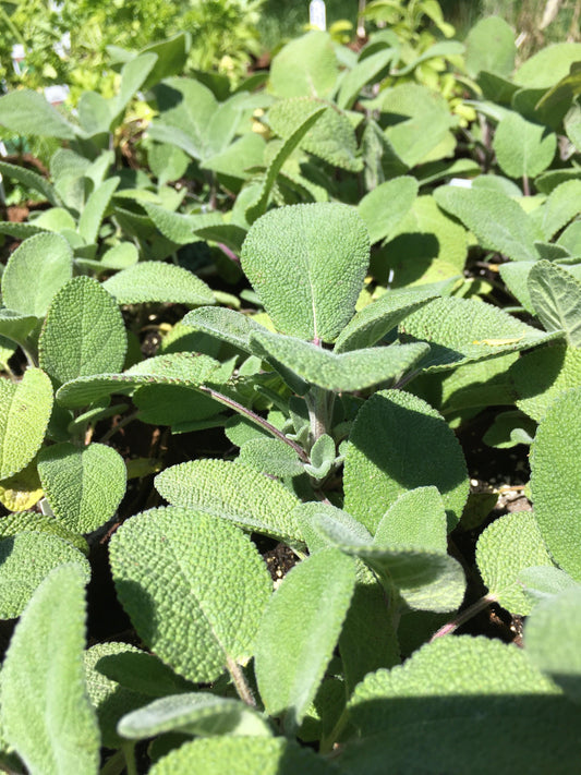 Herb Salvia Officinalis Berggarten Common Sage - View 1 from www redcrocus com