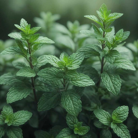 Herb Mentha Piperita - View 10 from www redcrocus com