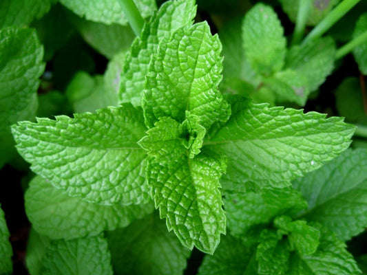 Herb Mentha Piperita - View 1 from www redcrocus com