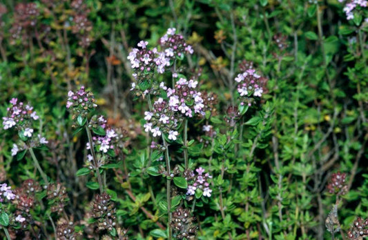 Herb Thymus Vulgaris Common English Thyme - View 10 from www redcrocus com