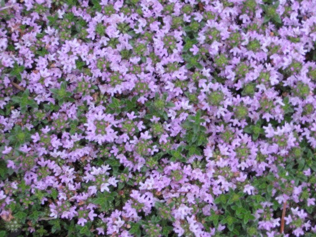 Herb Thymus Vulgaris Common English Thyme - View 13 from www redcrocus com