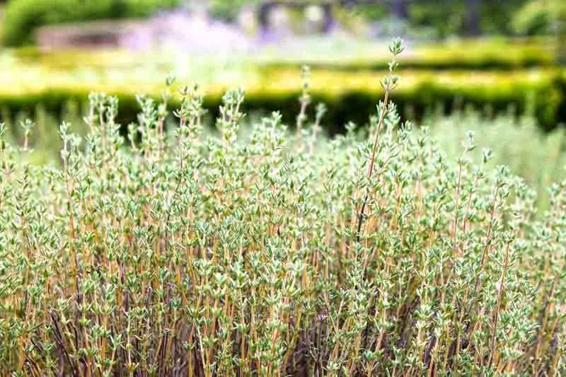 Herb Thymus Vulgaris Common English Thyme - View 13 from www redcrocus com