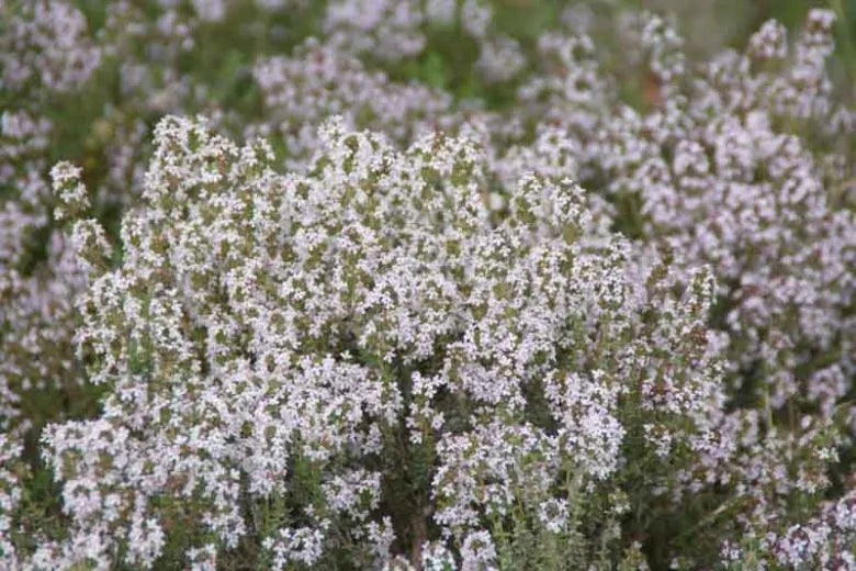 Herb Thymus Vulgaris Common English Thyme - View 18 from www redcrocus com