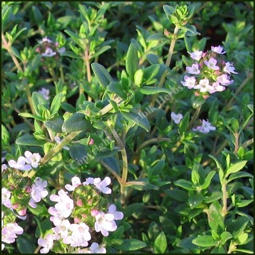 Herb Thymus Vulgaris Common English Thyme - View 19 from www redcrocus com