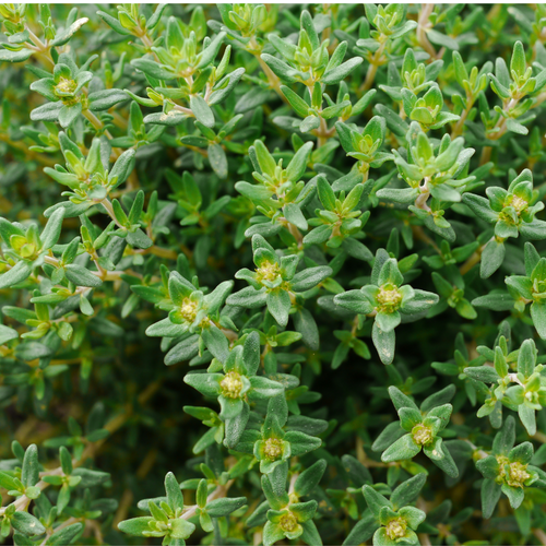 Herb Thymus Vulgaris Common English Thyme - View 8 from www redcrocus com