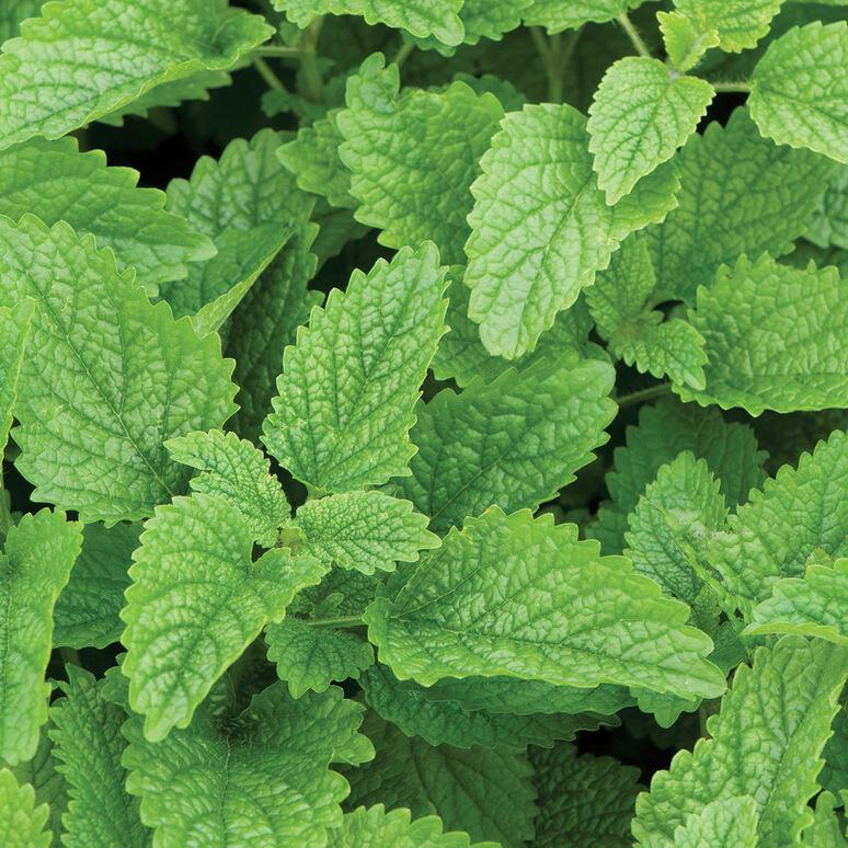 Herb Melissa Officinalis Lemon Balm - View 10 from www redcrocus com