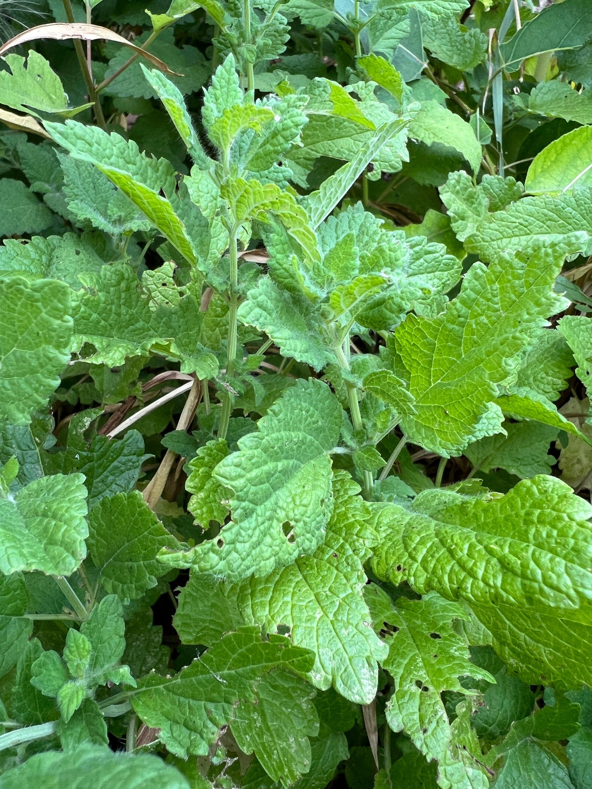 Herb Melissa Officinalis Lemon Balm - View 11 from www redcrocus com