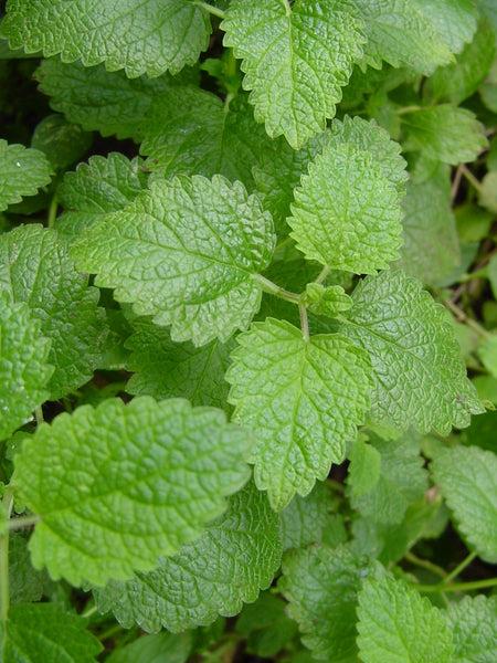 Herb Melissa Officinalis Lemon Balm - View 12 from www redcrocus com
