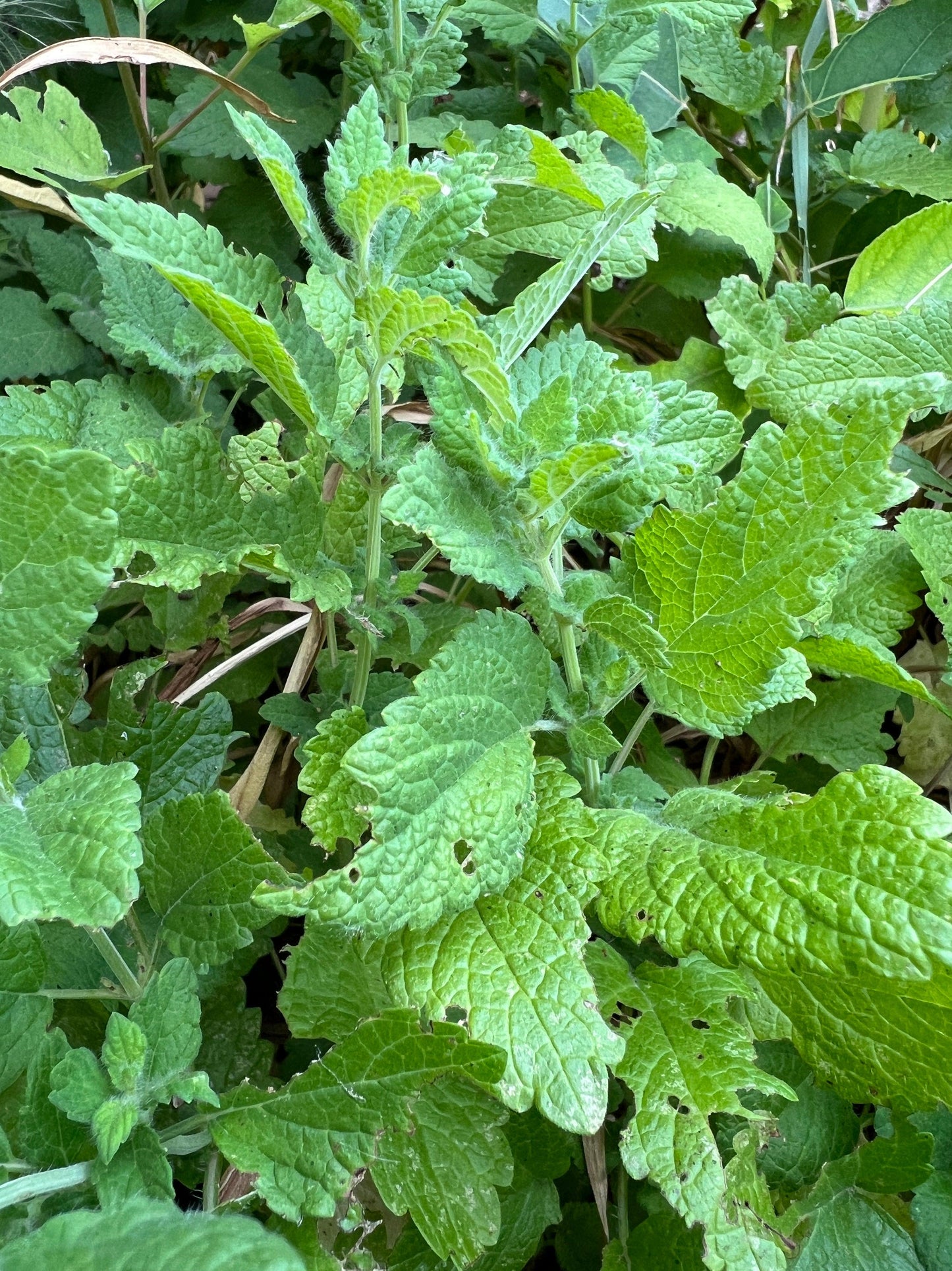 Herb Melissa Officinalis Lemon Balm - View 13 from www redcrocus com