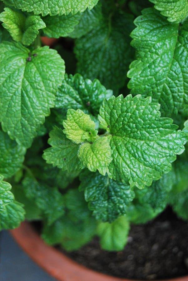Herb Melissa Officinalis Lemon Balm - View 14 from www redcrocus com